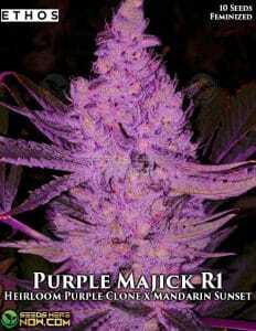 Purple Majik R1 (Feminized) (space) Ethos Genetics