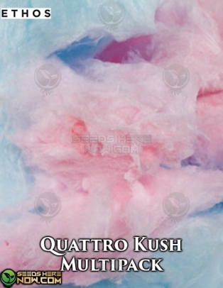 Quattro Kush Multipack (space) 10 (Regular) (space) Ethos Genetics