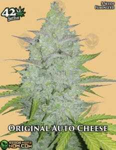 Original Auto Cheese (Autoflower) (space) Fast Buds