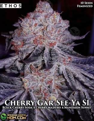 Cherry Gar(space)See(space)Ya R1 (Feminized) (space) Ethos Genetics