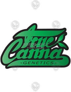 true canna chocolate thainapple