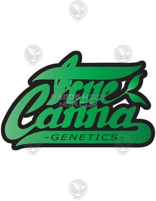 true canna chocolate thainapple