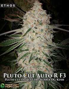 Pluto Cut Autoflower R F3(Autoflower) (space) Ethos Genetics