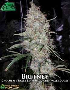 Britney (Regular) (space) True Canna Genetics