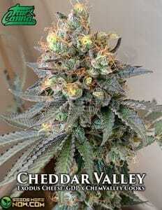 Cheddar Valley (Regular) (space) True Canna Genetics