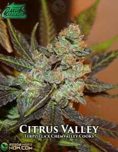 Citrus Valley (Regular) (space) True Canna Genetics