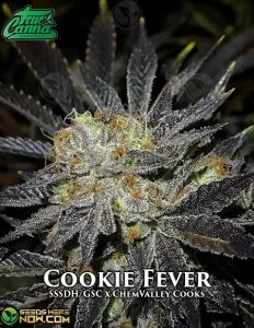 Cookie Fever (Regular) (space) True Canna Genetics