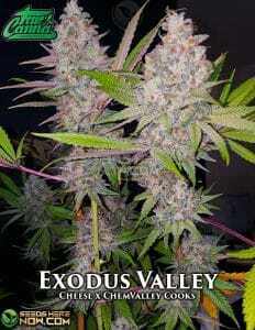 Exodus Valley (Regular) (space) True Canna Genetics