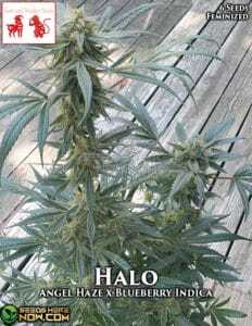 Halo (Feminized) (space) Goat and Monkey Seeds