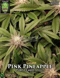 Pink Pineapple (Regular) (space) Trichome Jungle