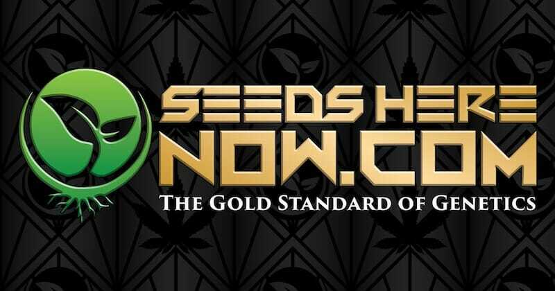 Seeds Here Now logo