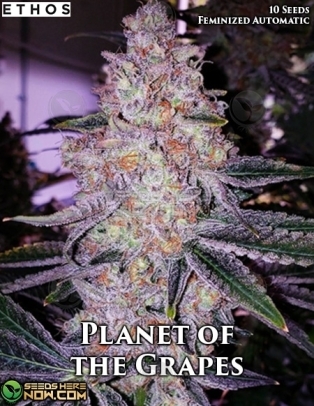 Planet of the Grapes Auto (Autoflower) (space) Ethos Genetics