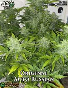 Original Auto Russian (Autoflower) (space) Fast Buds