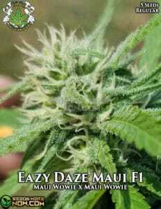 EazyDaze Maui (Regular) (space) Eazy Daze Cultivators