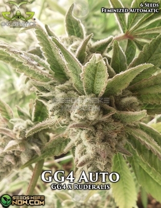 GG4 (Autoflower) (space) GG Genetics