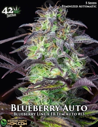Blueberry Auto (Autoflower) (space) Fast Buds