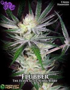 Flubber (Feminized) (space) La Plata Labs