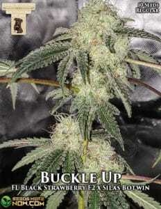 Buckle Up (Regular) (space) GibbsKutz Genetics