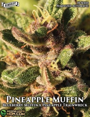 Pineapple Muffin Auto (Autoflower) (space) Humboldt Seed Company