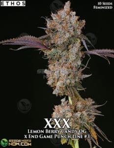 XXX (Feminized) (space) Ethos Genetics