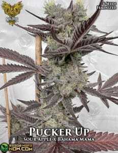 Pucker Up  (Feminized) (space) Solfire Gardens