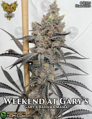 Weekend at Gary's (Feminized) (space) Solfire Gardens