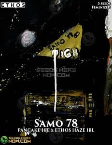 Samo 78 (Feminized) (space) Ethos Genetics