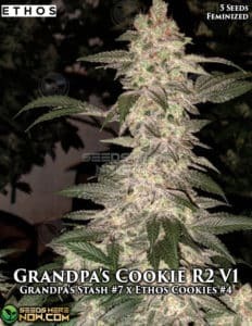 Grandpa's Cookies R2 V1 (Feminized) (space) Ethos Genetics