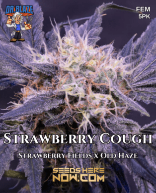 Strawberry Cough S1 (Feminized) (space) Dr. Blaze