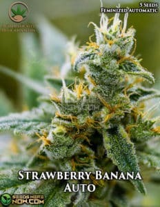 Strawberry Banana Auto (Autoflower) (space) Automatically Delicious