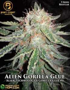 Alien Gorilla Glue (Regular) (space) Best Coast Genetics