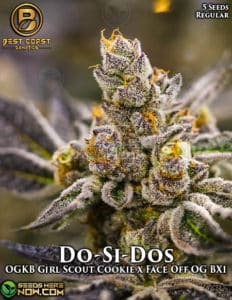 Do(space)SI(space)Do (Regular) (space) Best Coast Genetics