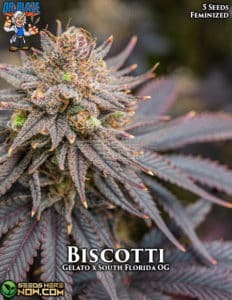 Biscotti S1 (Feminized) (space) Dr. Blaze