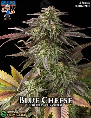 Blue Cheese S1 (Feminized) (space) Dr. Blaze