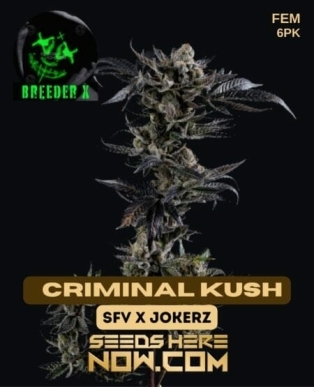 ¢riminal Kush (Feminized) (space) Breeder X