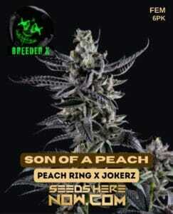 Son of a Peach (Feminized) (space) Breeder X