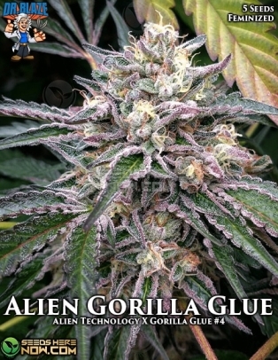 Alien Gorilla Glue S1 (Feminized) (space) Dr. Blaze