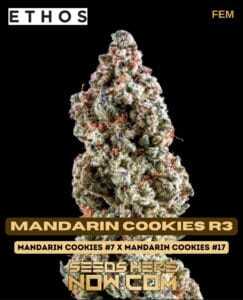 Mandarin Cookies R3 (Feminized) (space) Ethos Genetics