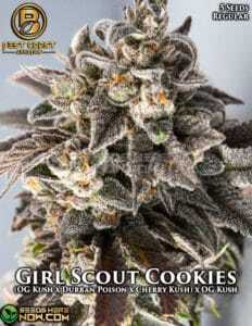 Girl Scout Cookies (Regular) (space) Best Coast Genetics