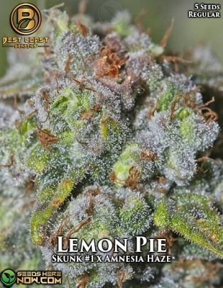 Lemon Pie (Regular) (space) Best Coast Genetics