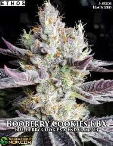Booberry Cookies RBX (Feminized) (space) Ethos Genetics