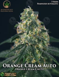 Orange Cream Auto (Autoflower) (space) Automatically DeliciousOrange Cream Auto (Autoflower) (space) Automatically Delicious