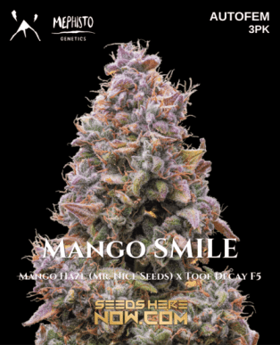 Mango Smile (Autoflower) (space) Mephisto Genetics