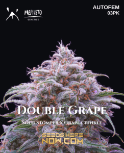 Double Grape (Autoflower) (space) Mephisto Genetics