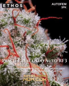 Peach Crescendo Auto R F3 (Autoflower) (space) Ethos Genetics