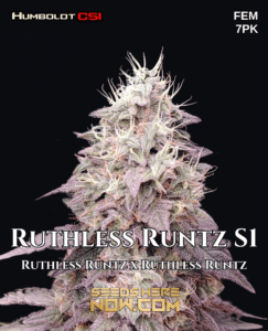 Ruthless Runtz S1 (Feminized) (space) CSI Humboldt