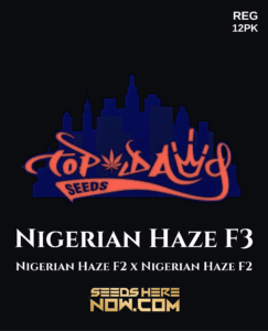 Nigerian Haze F3(Regular) (space) Top Dawg Seeds