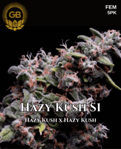 Hazy Kush S1 (Feminized) (space) Green Bodhi Genetics