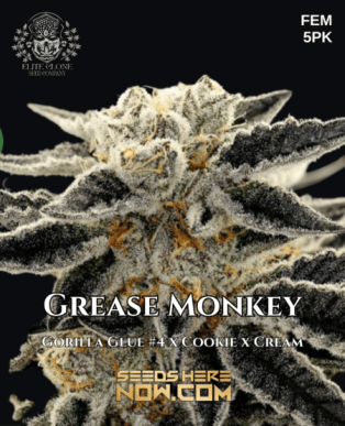 Grease Monkey S1 (Feminized) (space) Elite Clone Seed Company