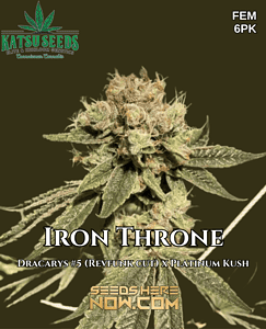 Skywalker 78 (Regular) (space) Green Bodhi Genetics
